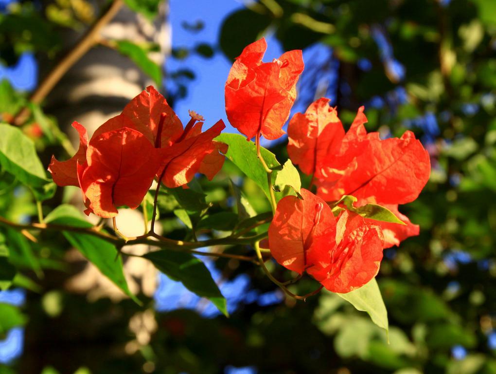 Labellaventura Villa Las Galeras Buitenkant foto